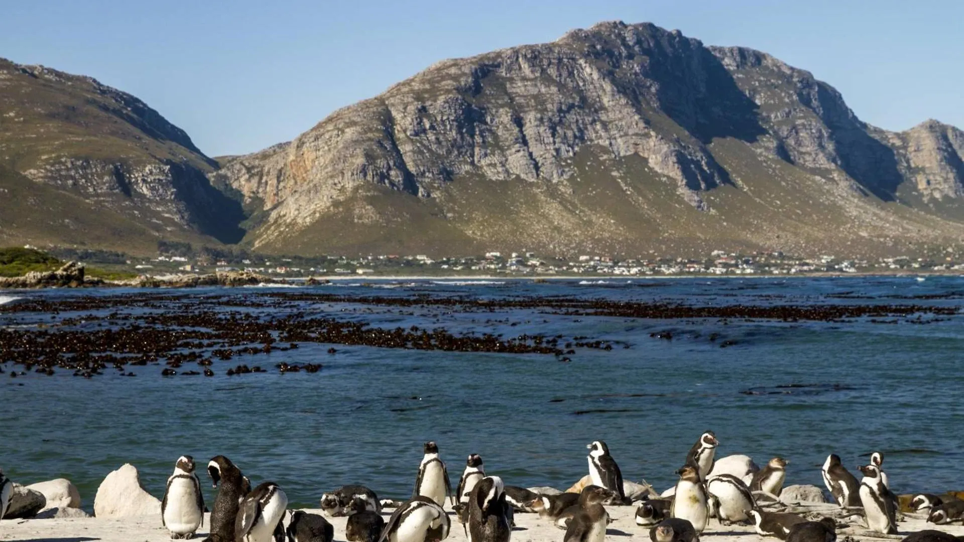 'Antilles'- 6 Bedroom Luxury Villa On The Beach, Sleeps 12 Gordonʼs Bay